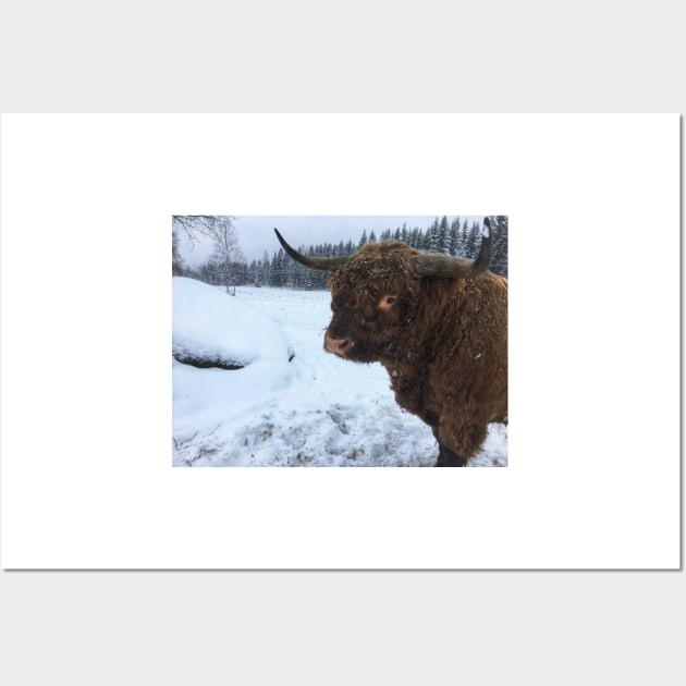 Scottish Highland Cattle Bull 2208 Wall Art by SaarelaHighland